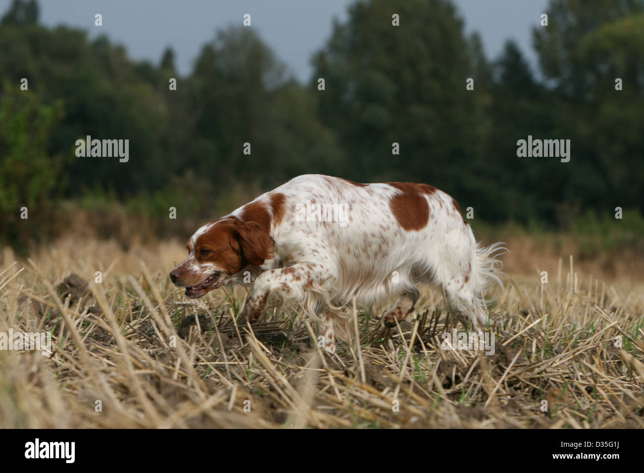 Dog Brittany Spaniel / Epagneul breton  adult (orange and white) running in a field Stock Photo