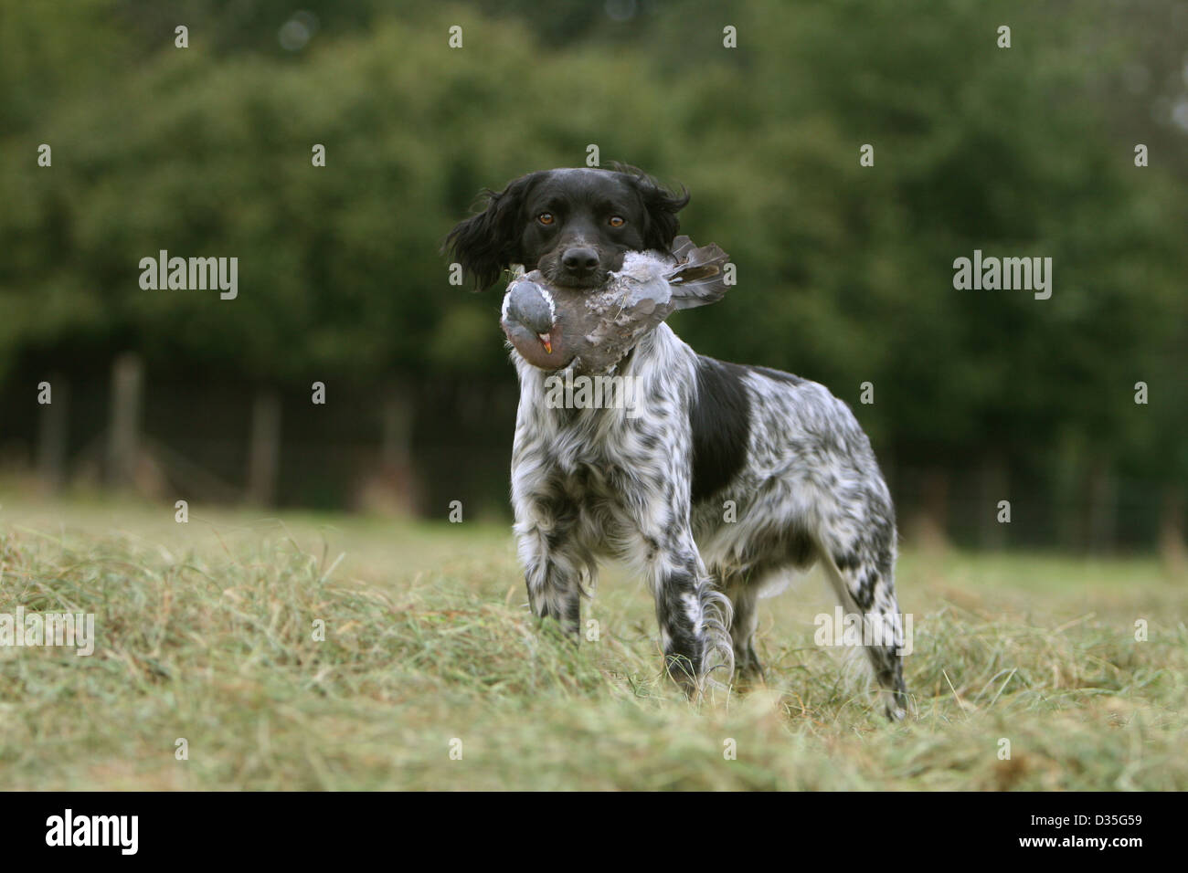 Dog Brittany Spaniel / Epagneul breton  adult (black and white) standing with a pigeon in its mouth Stock Photo