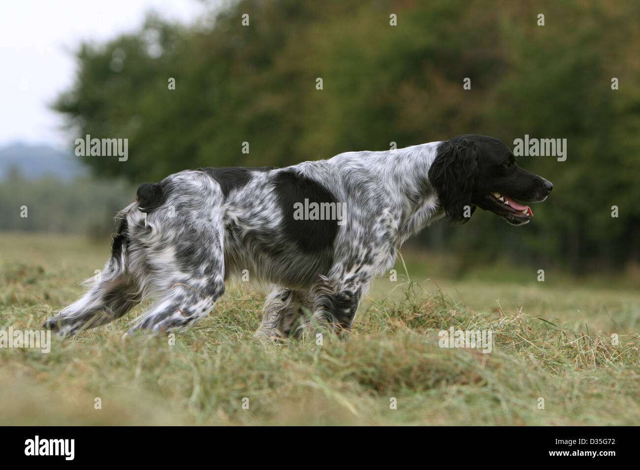 Dog Brittany Spaniel / Epagneul breton  adult (black and white) stopped in a meadow Stock Photo