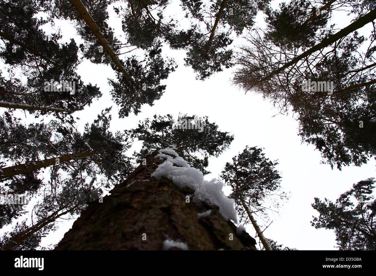 Trees blanketed in snow Stock Photo Alamy