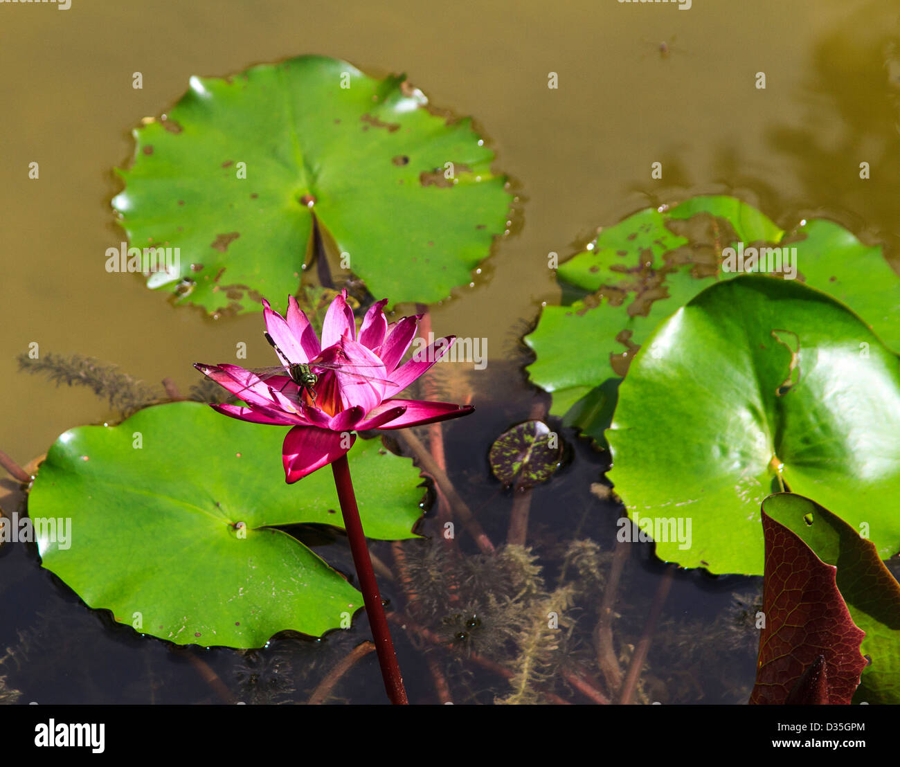 Dragonfly sits atop a Lotis flower, Cambodia. These flowers are a symbol of Buddhism Stock Photo