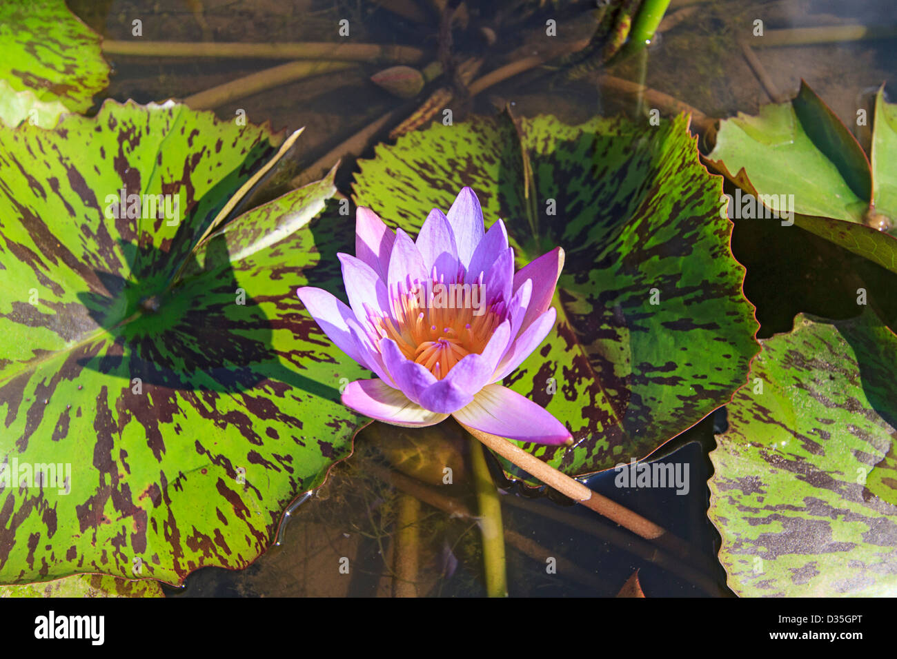 Lotus flower, Cambodia. These flowers are a symbol of Buddhism Stock Photo