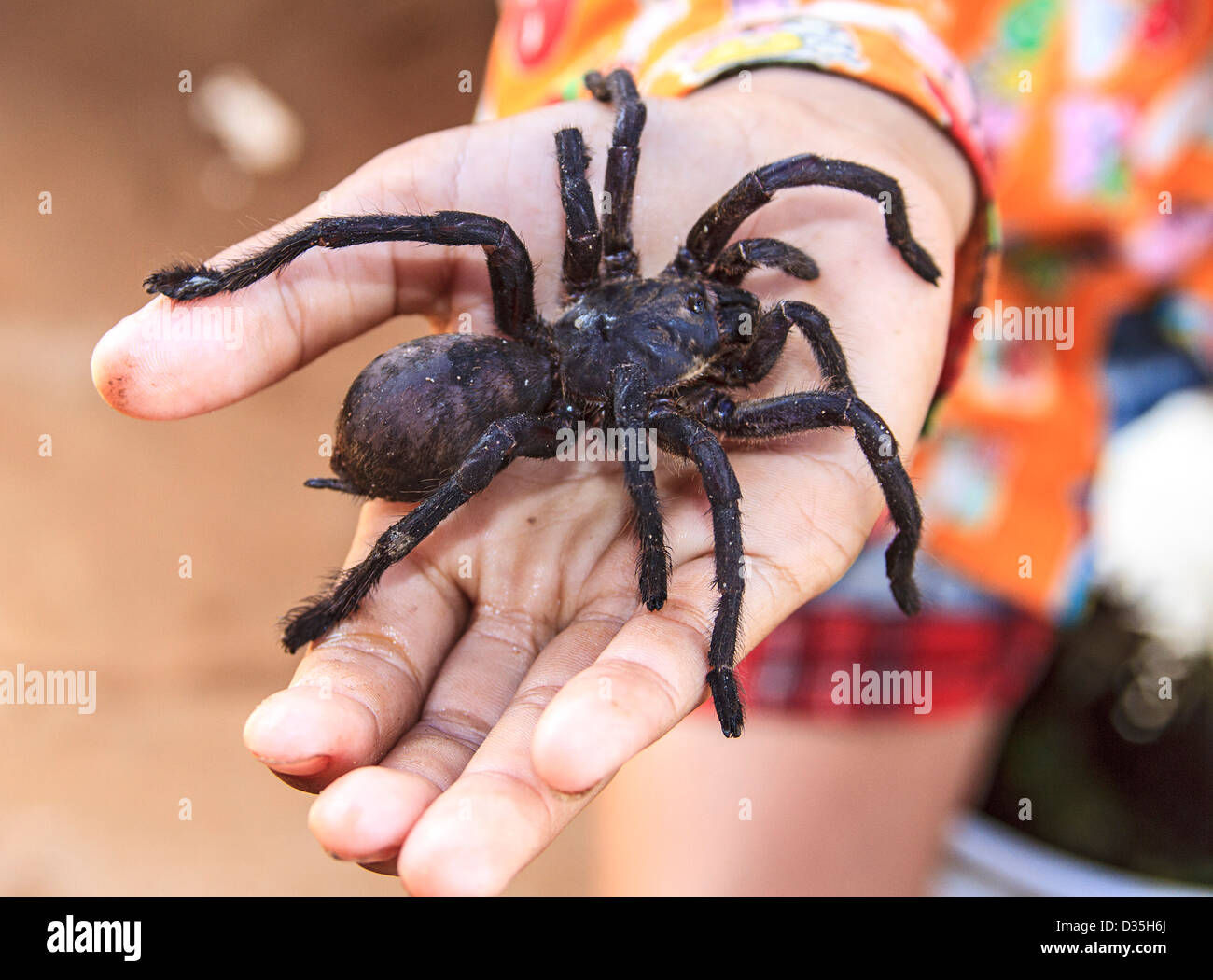 Deep fried tarantula hires stock photography and images Alamy