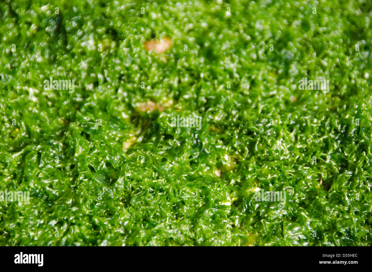 Green algae background on the rocky surface of a tidal flat in Japan Stock Photo