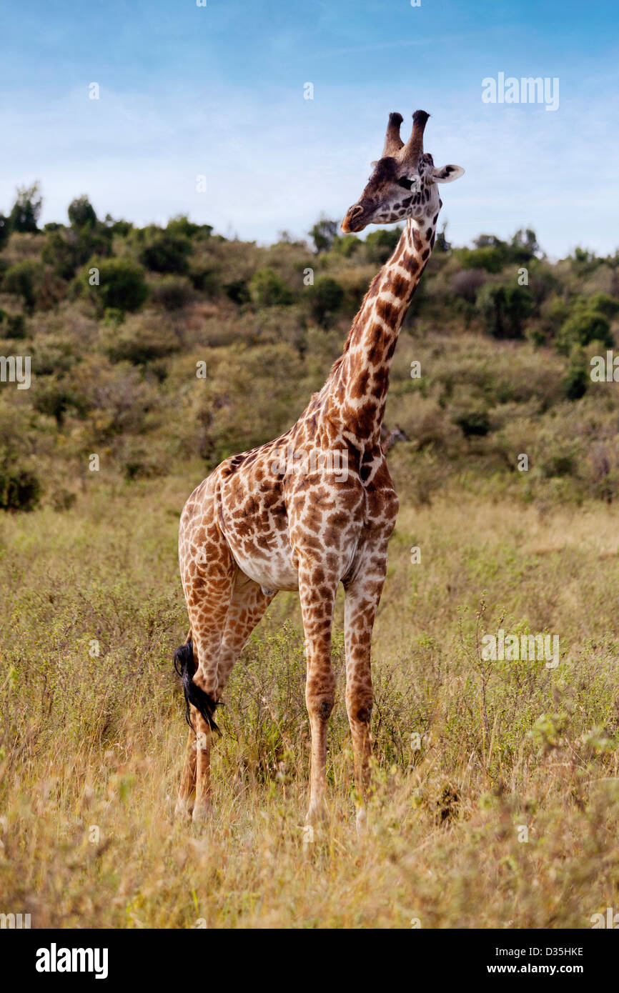 Giraffe standing in grass hi-res stock photography and images - Alamy
