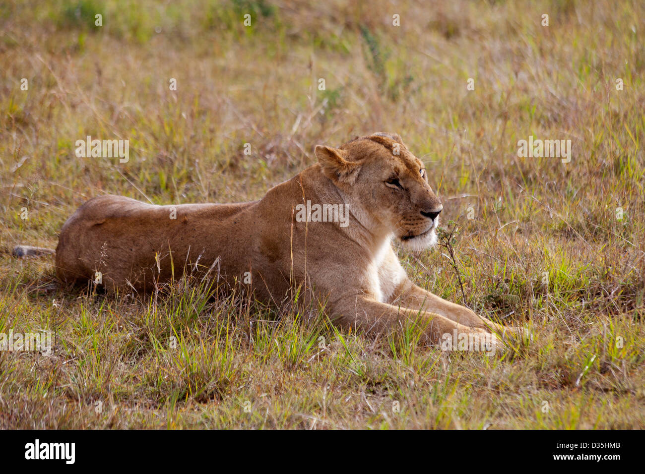 Lioness, Kenya Stock Photo