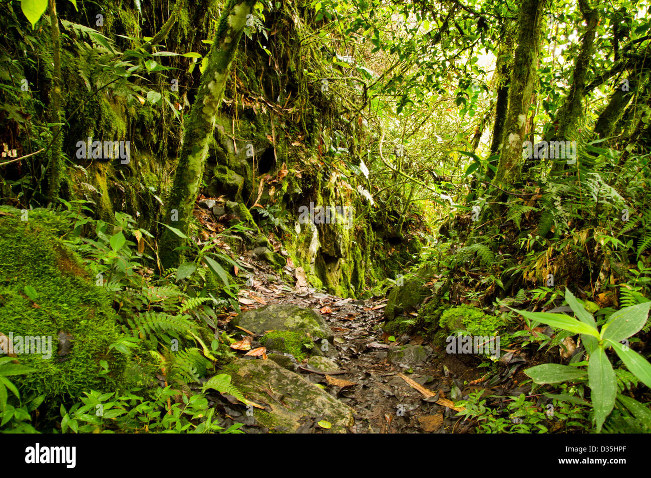 Amazon Rainforest Understory High Resolution Stock Photography and ...