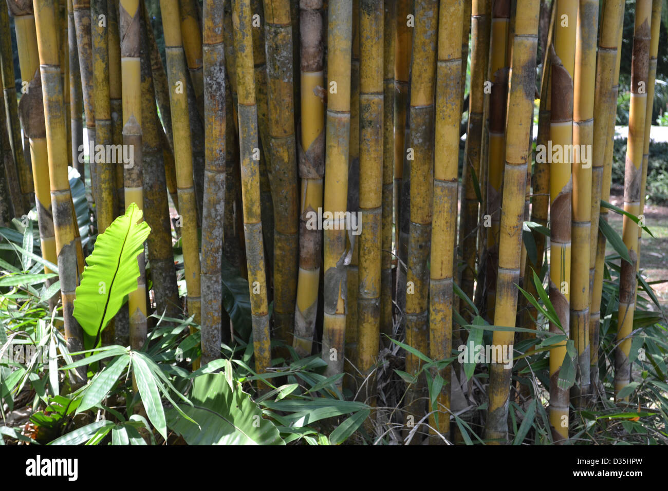 Sacred Bali Bamboo growing in the Botanic Gardens Singapore Stock Photo