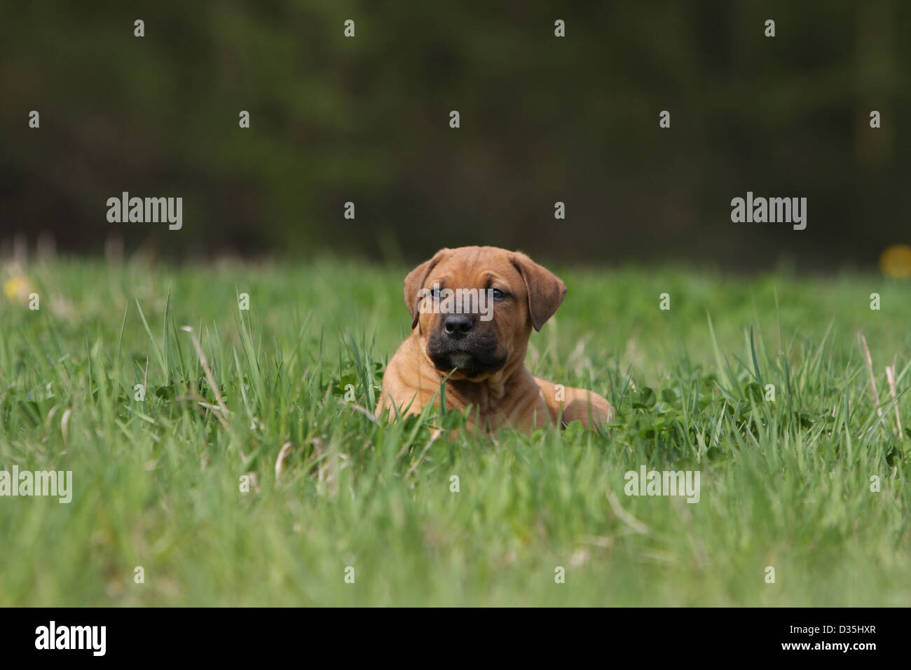 Dog Tosa Inu / Japanese Mastiff  puppy lying in a meadow Stock Photo