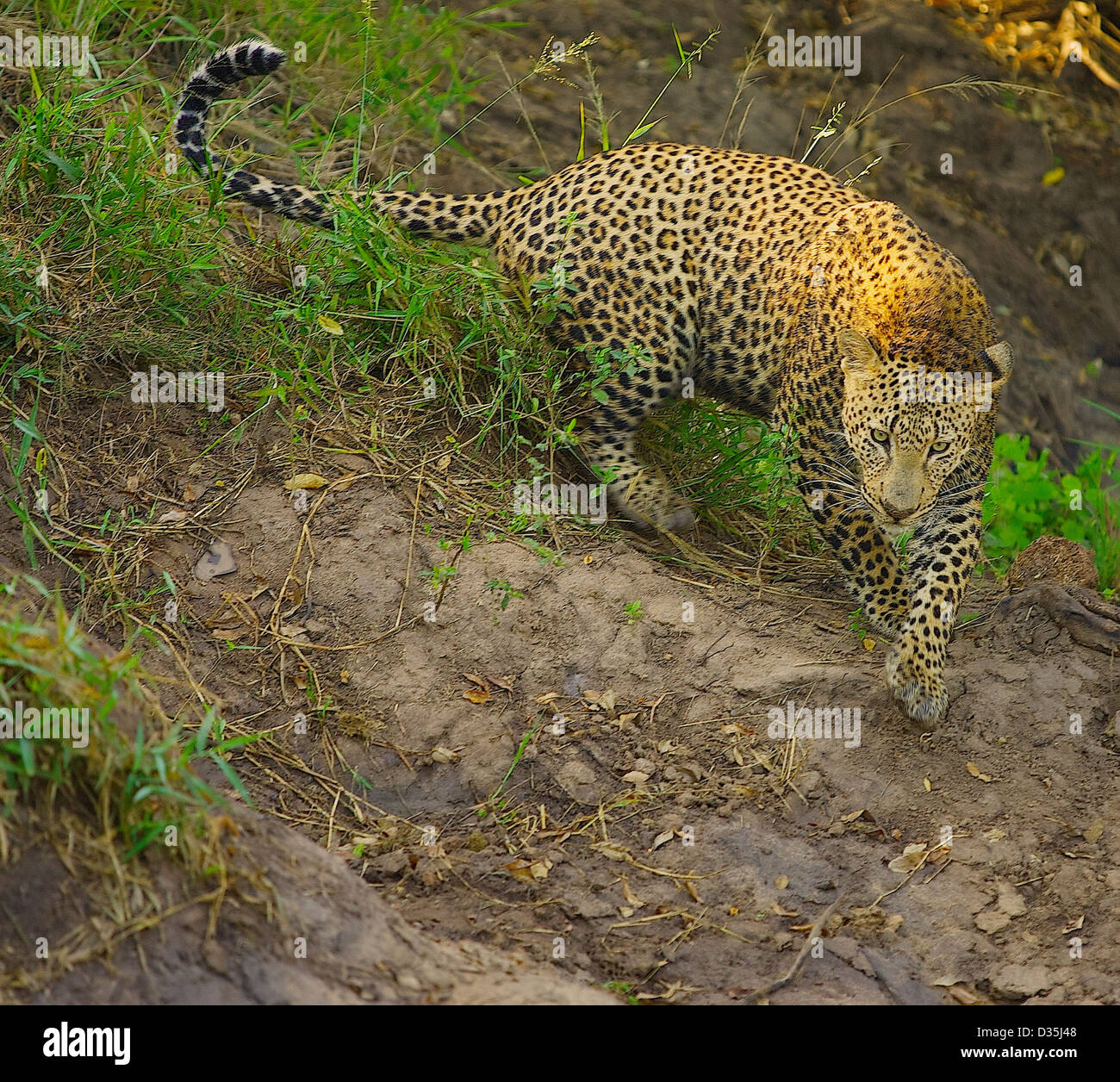 Leopards of the Greater Kruger Park, South Africa Stock Photo