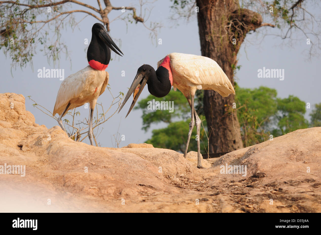 Jabiru stork, Jabiru mycteria. Pantanal, Brazil, Stock Photo
