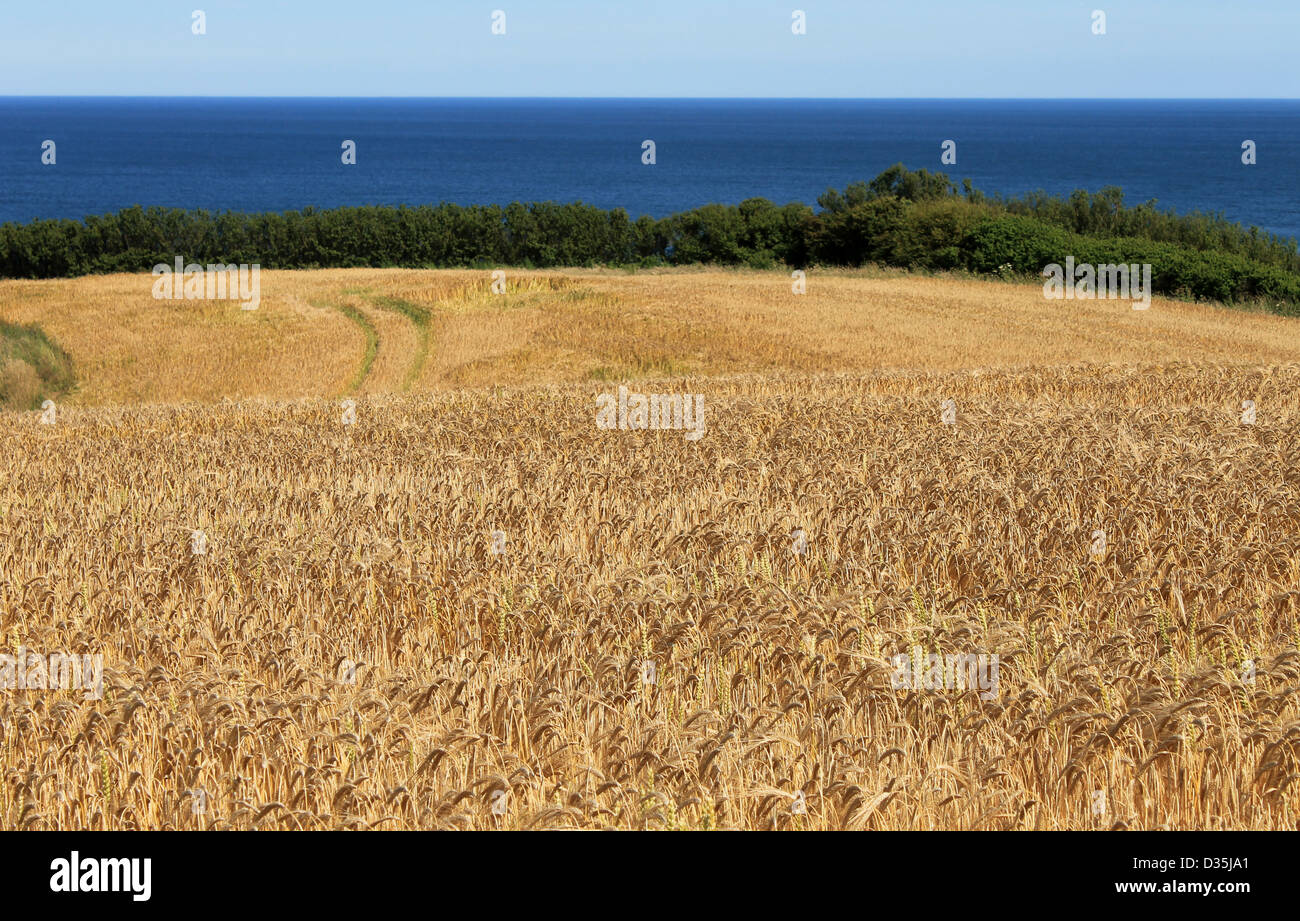 Scenic view of golden cornfield in countryside with blue sea in background. Stock Photo