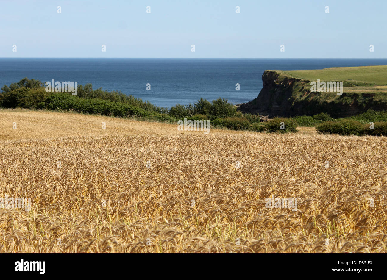 Scenic view of golden cornfield with blue sea in background. Stock Photo