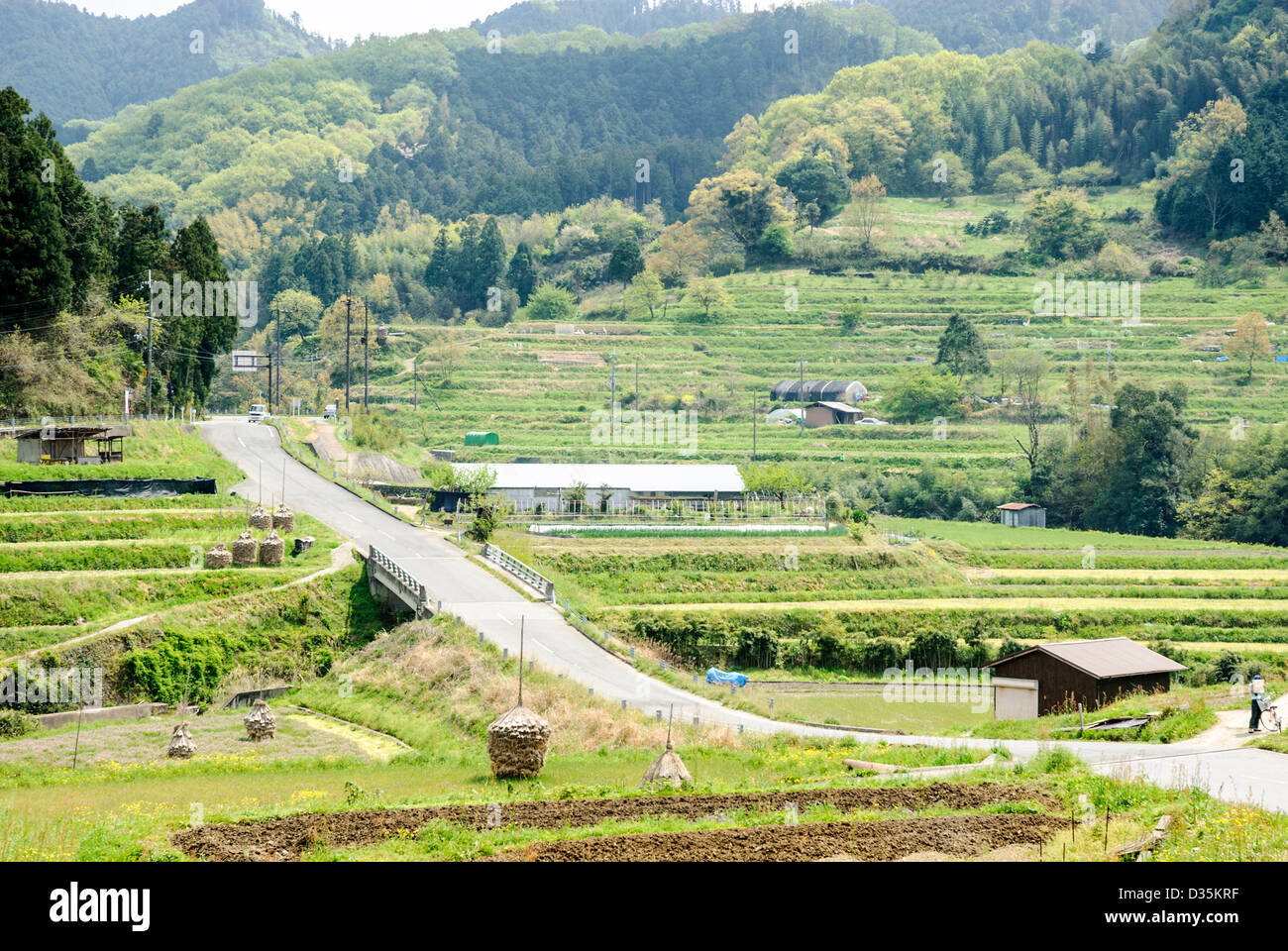 Green rice fields and hills in rural Japan Stock Photo