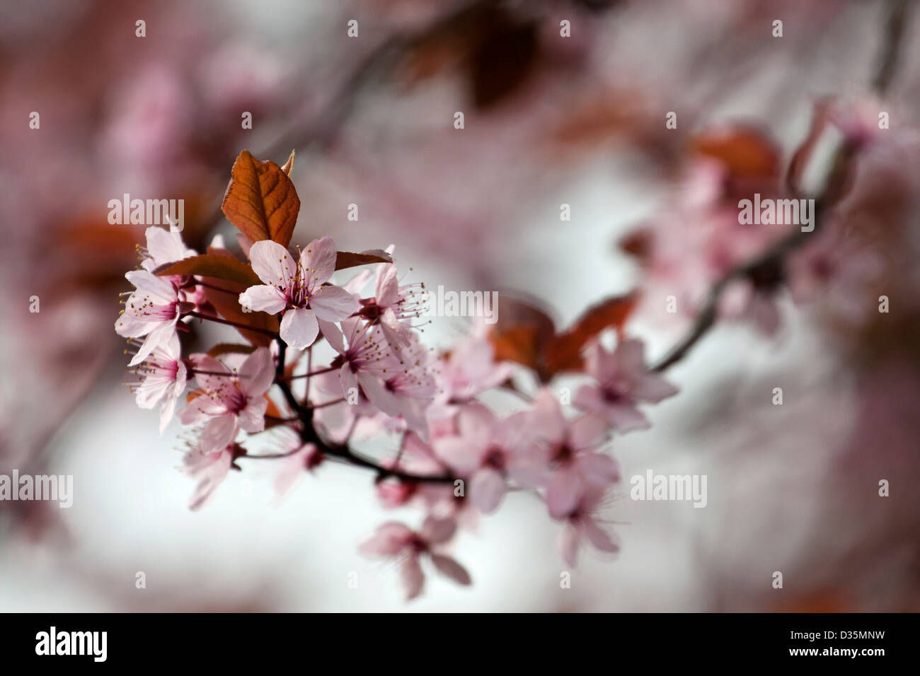Colourful blooming cherry tree hi-res stock photography and images - Alamy
