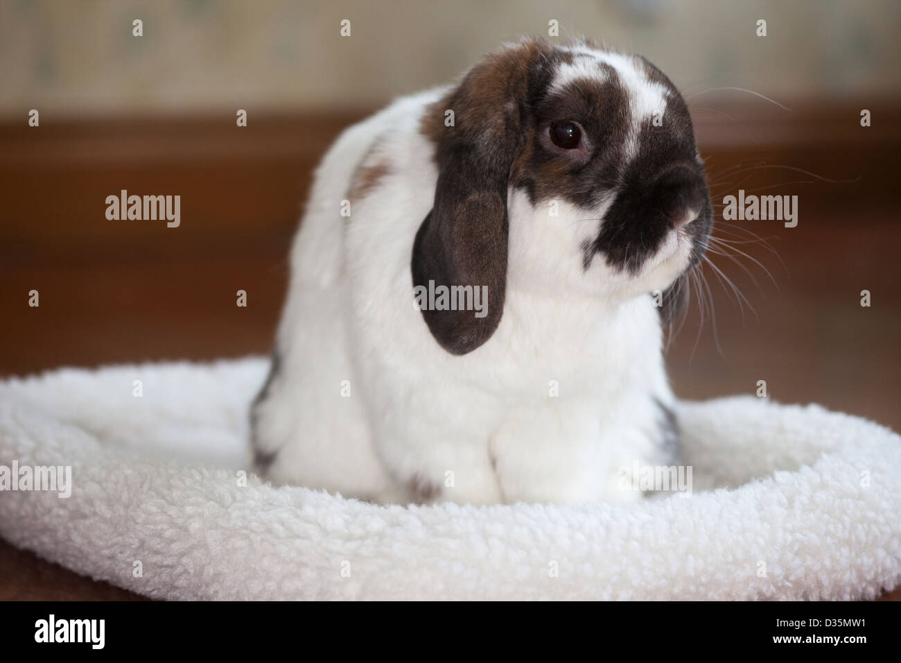 Holland lop pet rabbit in his fleece bed in a hotel room Stock Photo