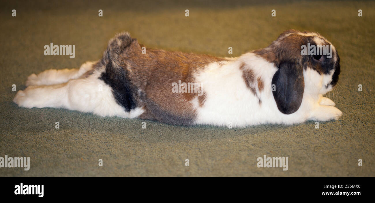 Holland lop pet rabbit stretched out on the carpet in a hotel room Stock Photo Alamy