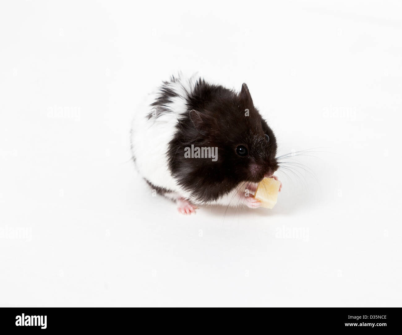 Hamster eating Stock Photo