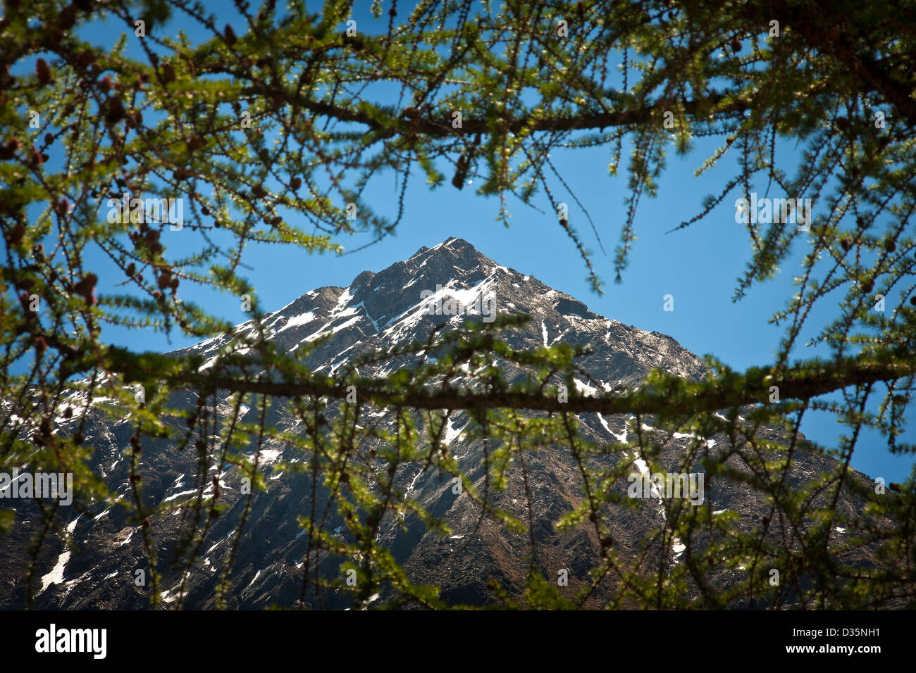 Green pine branches with background of a snow covered mountain peak, Gran Paradiso National Park, Graian Alps, Italy Stock Photo
