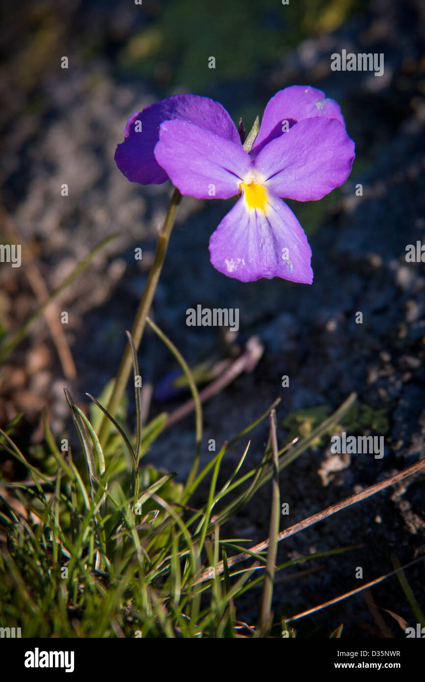 Viola calcarata ( Viola con sperone or Long spurred Pansy ) in Gran Paradiso National Park, Graian Alps - Italy Stock Photo