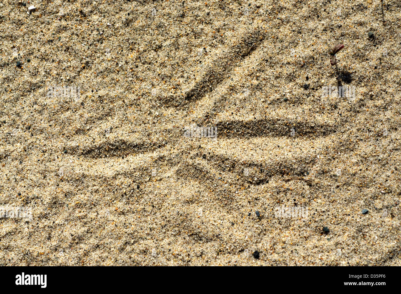 Bird Footprint In The Sand Stock Photo Alamy