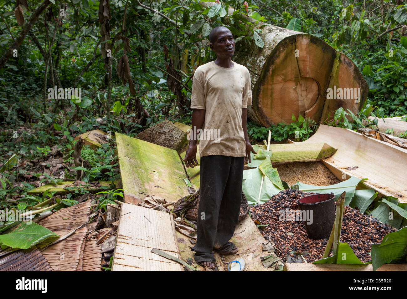 CONGO, 27th Sept 2012: A cacao bean farmer sorting his beans in the forest. Stock Photo