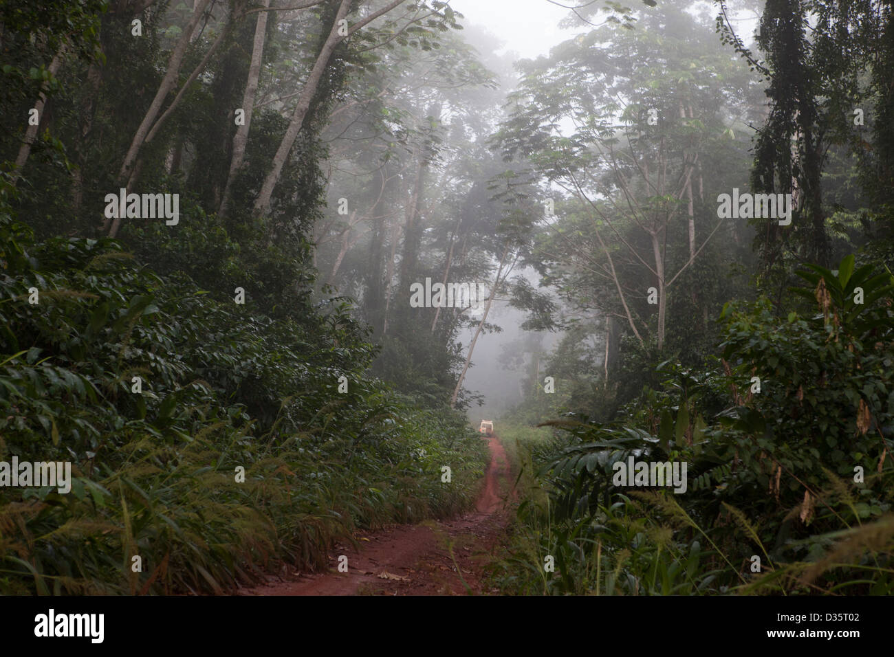 CONGO, 29th Sept 2012: Early morning mist over the forest. Stock Photo