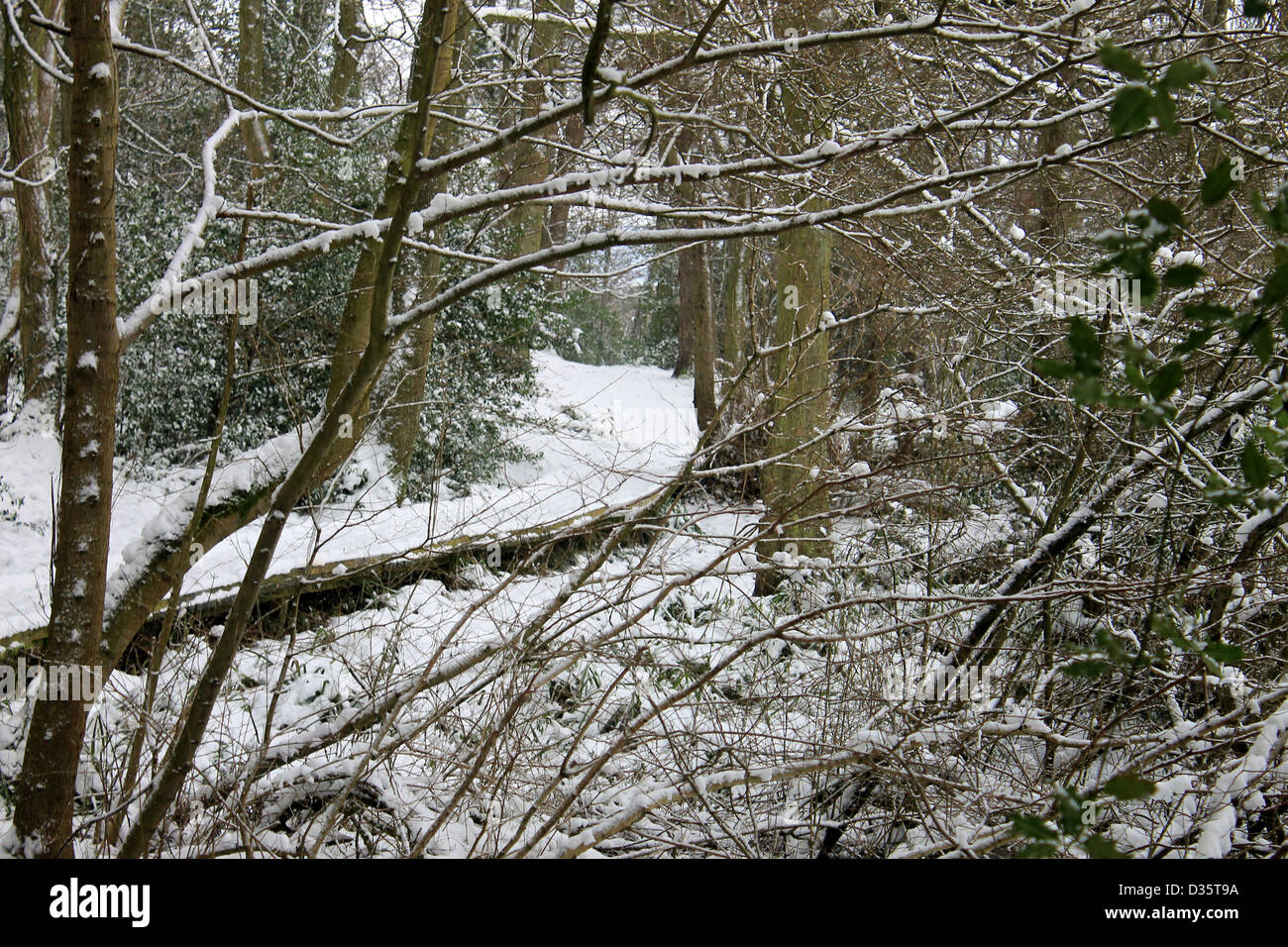 Scenic view of winding path in snowy winter forest. Stock Photo