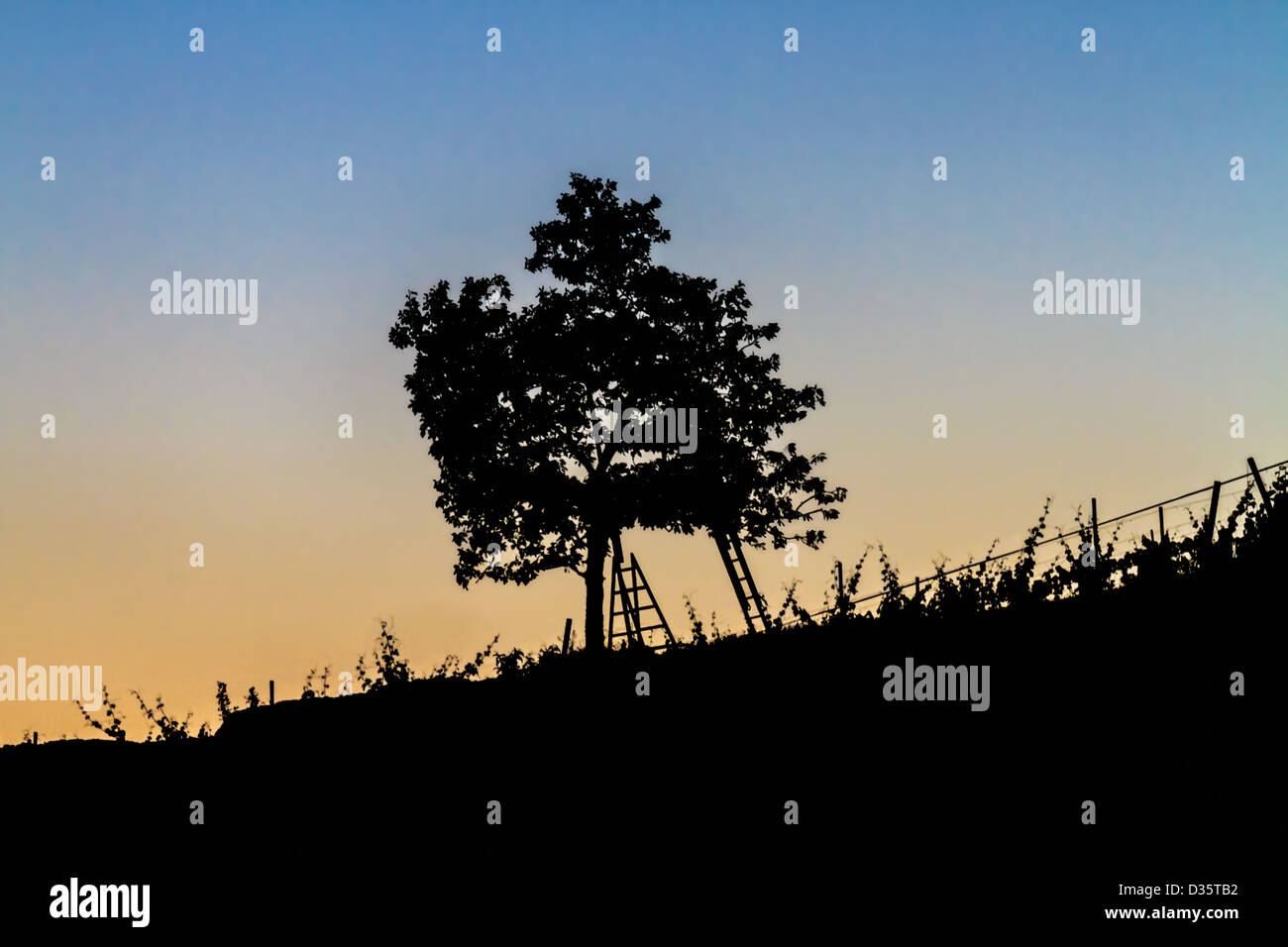 Beautiful landscape image with tree silhouette at sunset Stock Photo