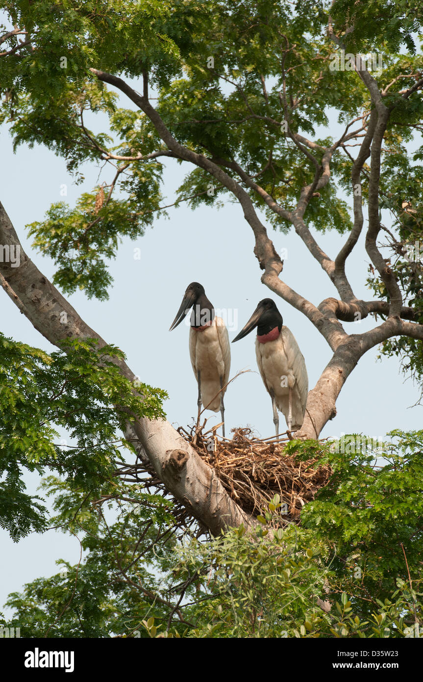 Jabiru storks pair nesting in tree in the Pantanal. Stock Photo