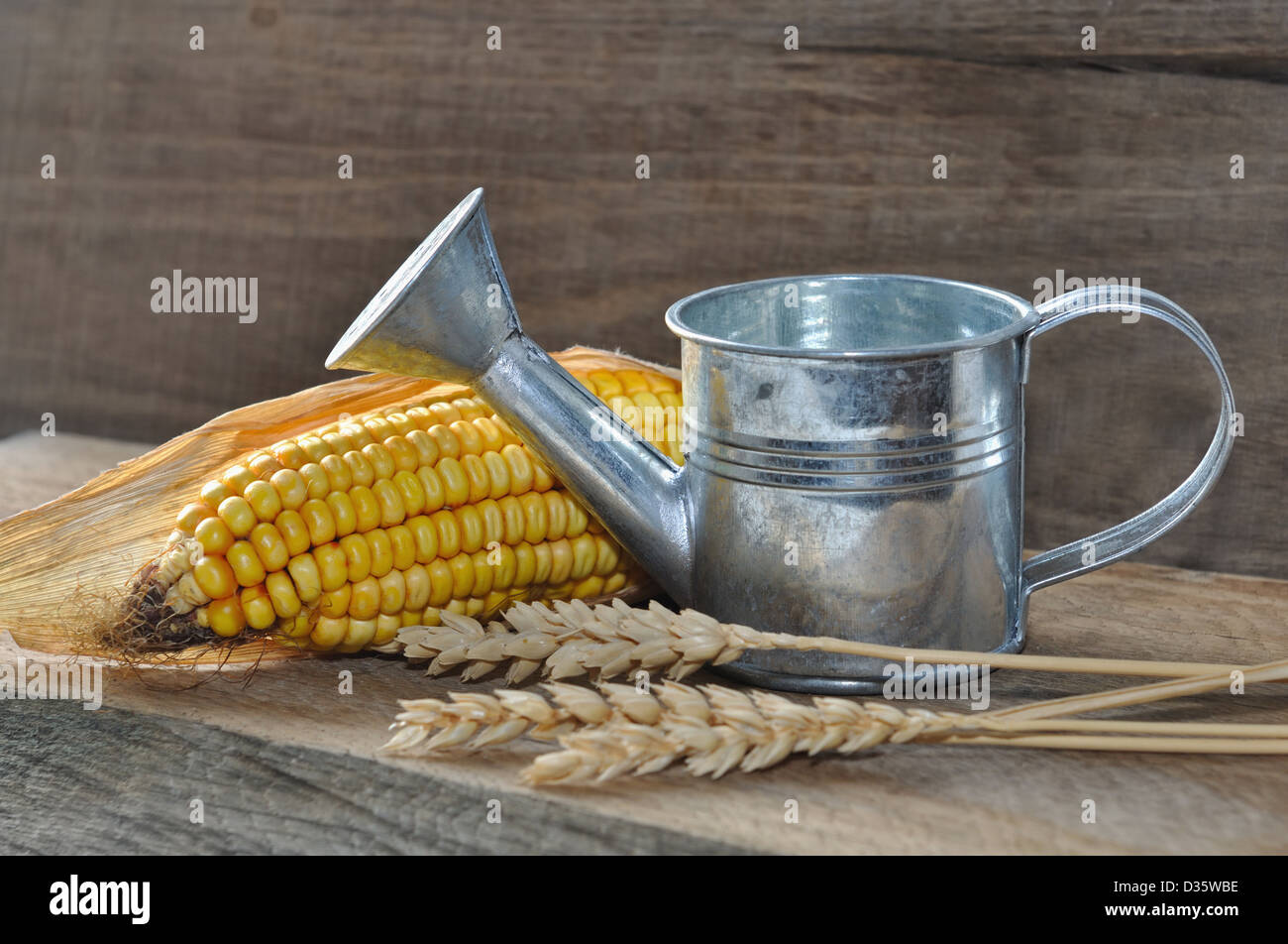 a little watering can in a rustic setting with corn and wheat, on wooden background Stock Photo