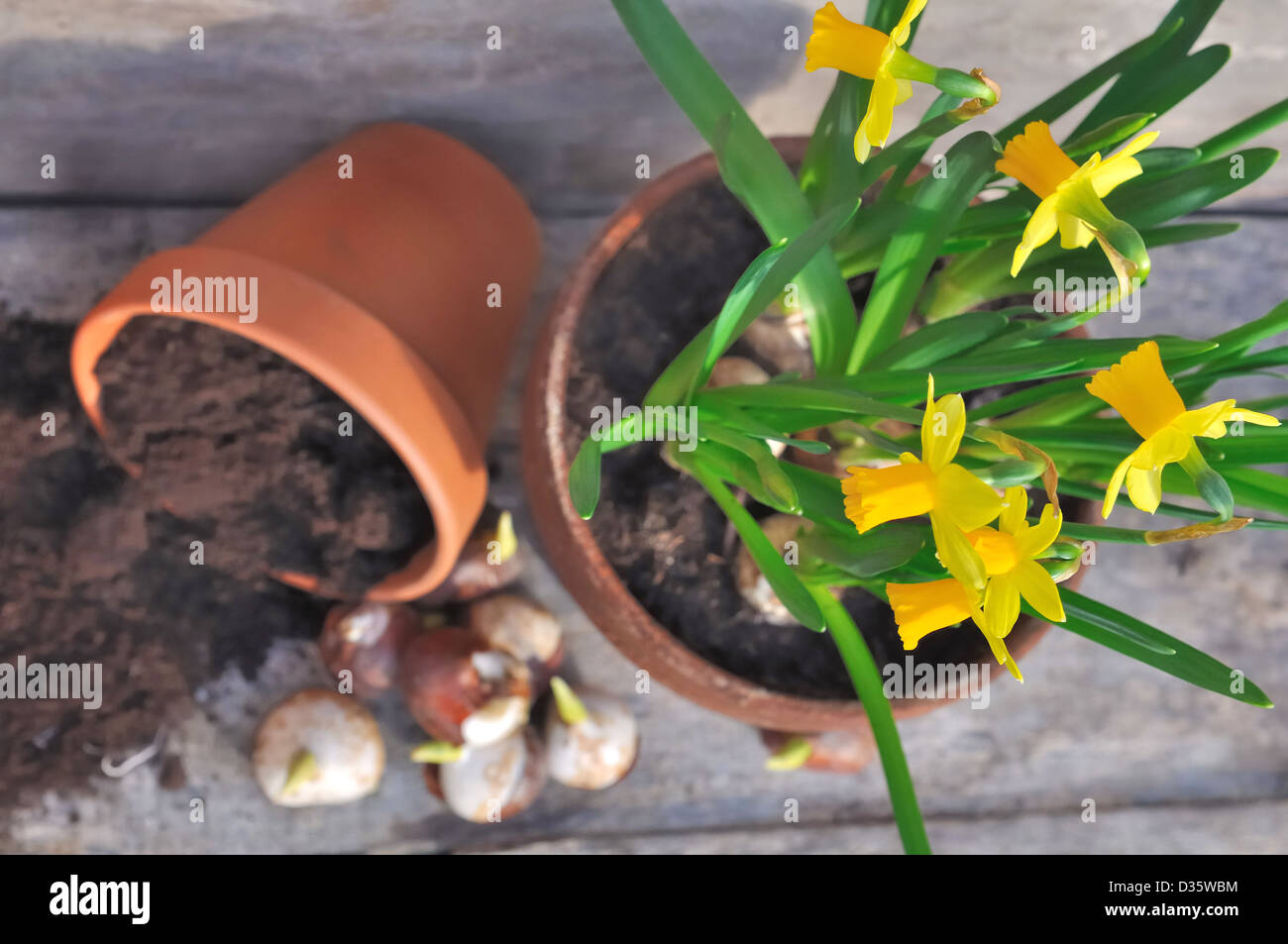 narcissus and tulip bulbs in a pot overturned on wooden board Stock