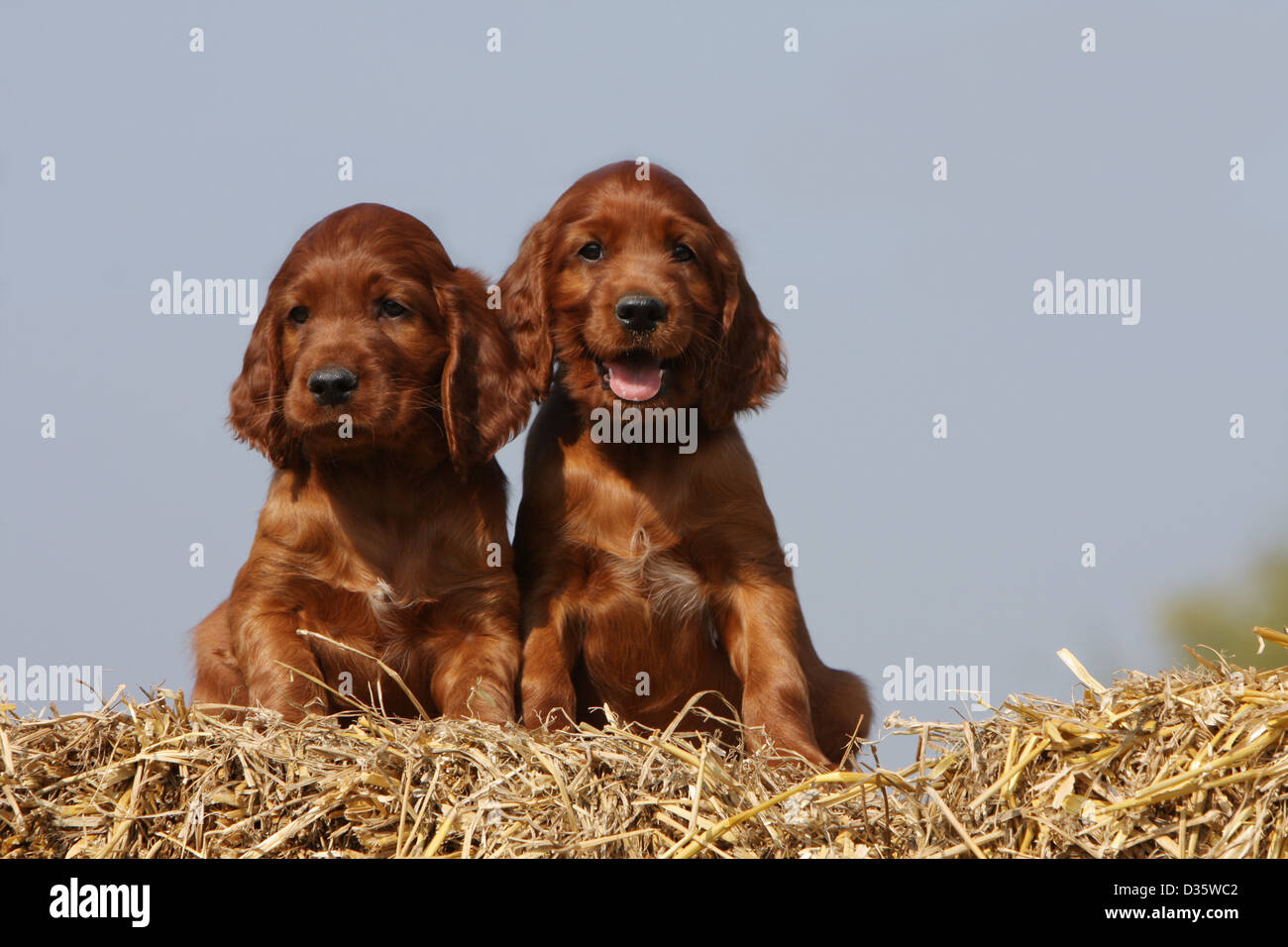 Dog Irish Setter Red Setter Two Puppies Sitting On The Straw Stock Photo Alamy