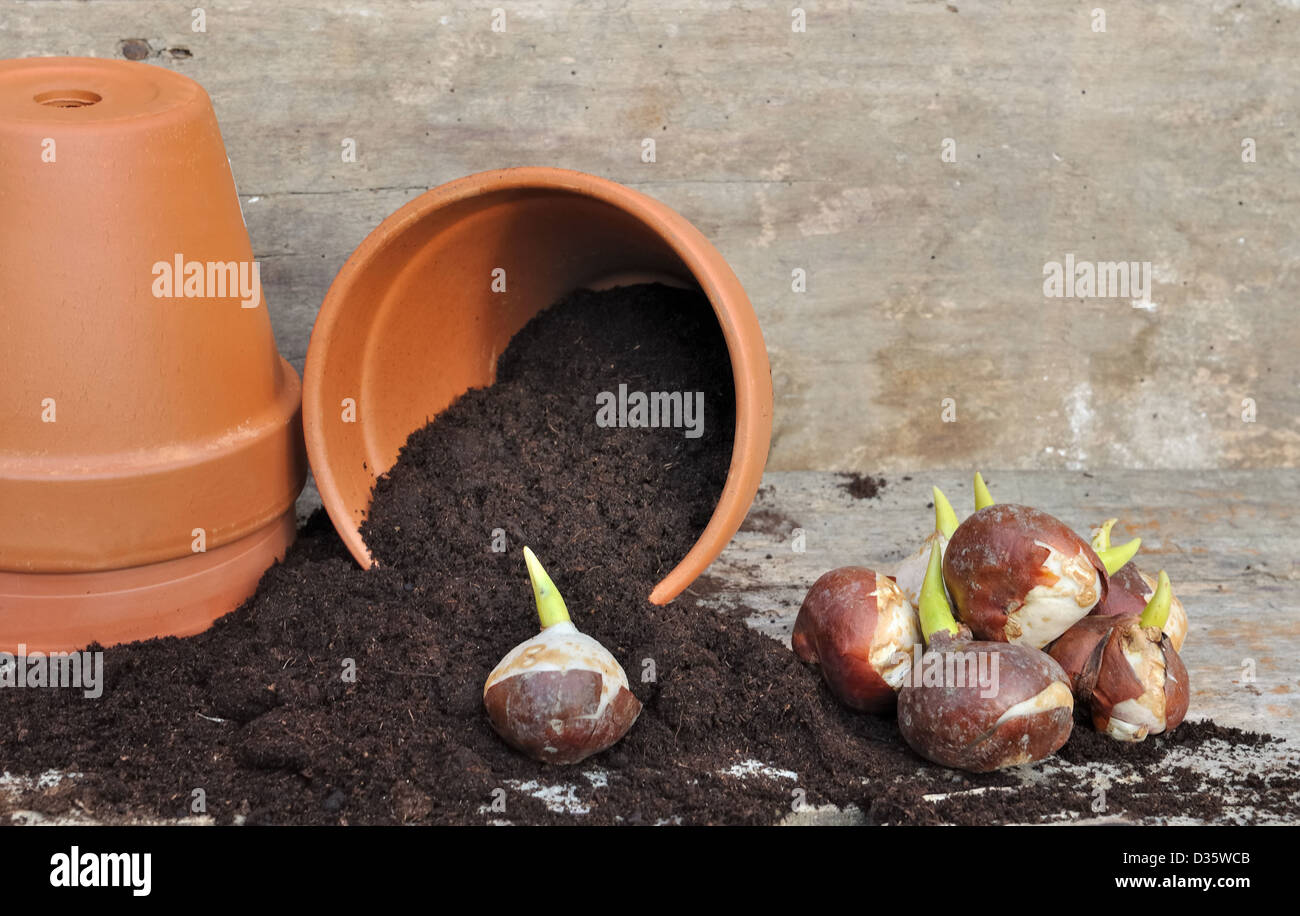 germination of tulip bulbs in a pot of potting soil overturned Stock