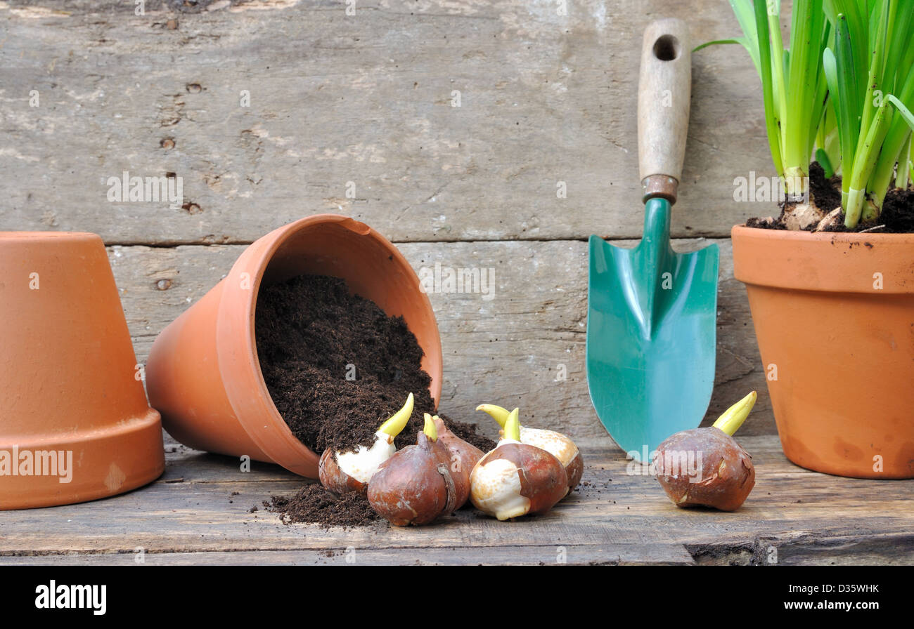 germination of tulip bulbs in a pot of potting soil overturned with a