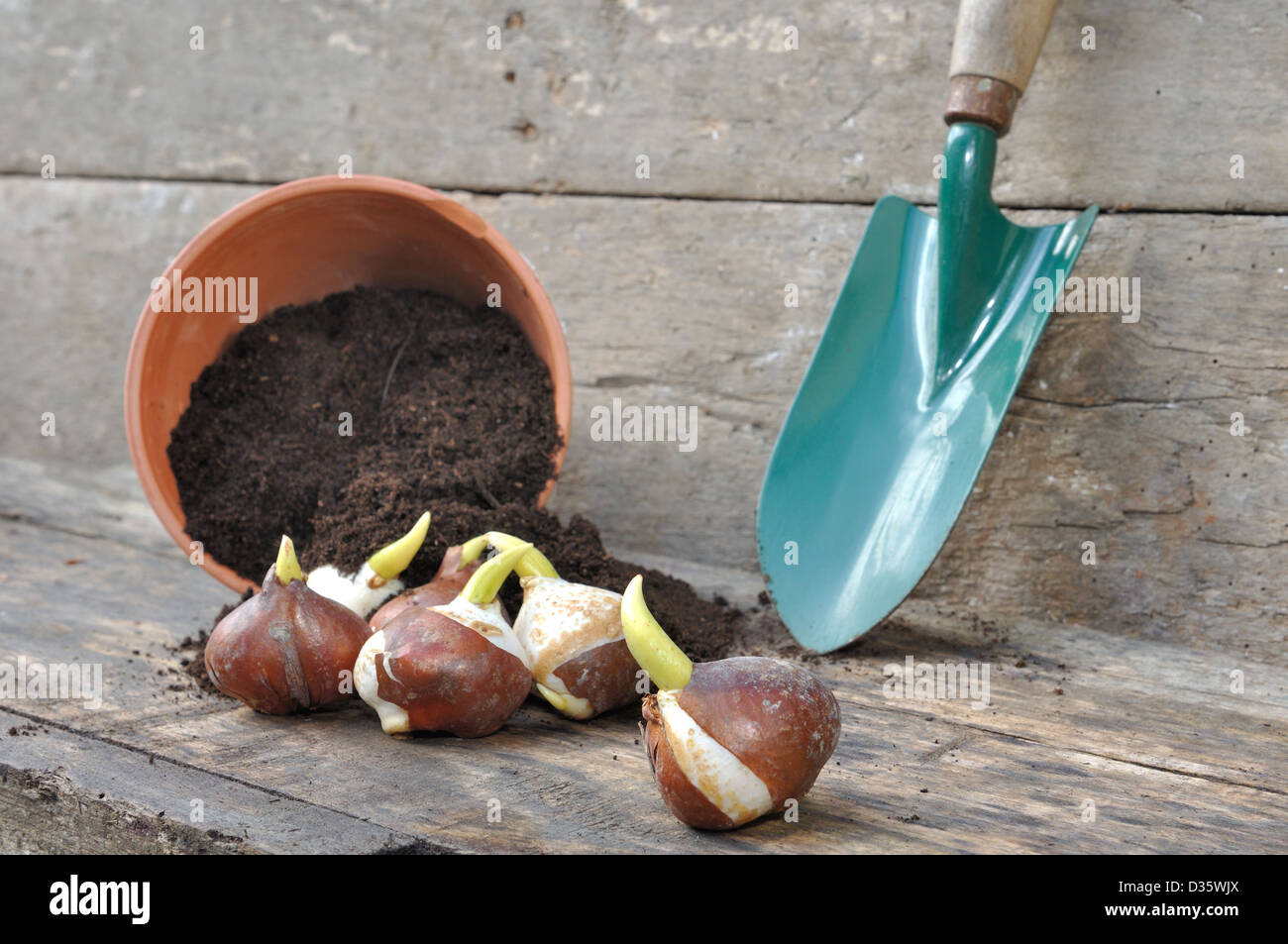 germination of tulip bulbs in a pot of potting soil overturned with a