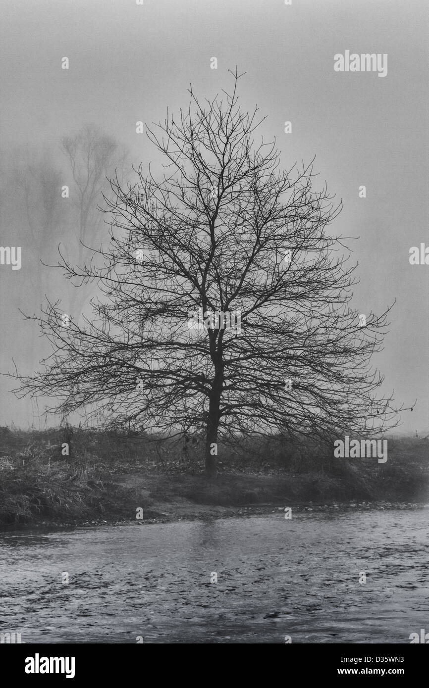 Lonely tree hi-res stock photography and images - Alamy