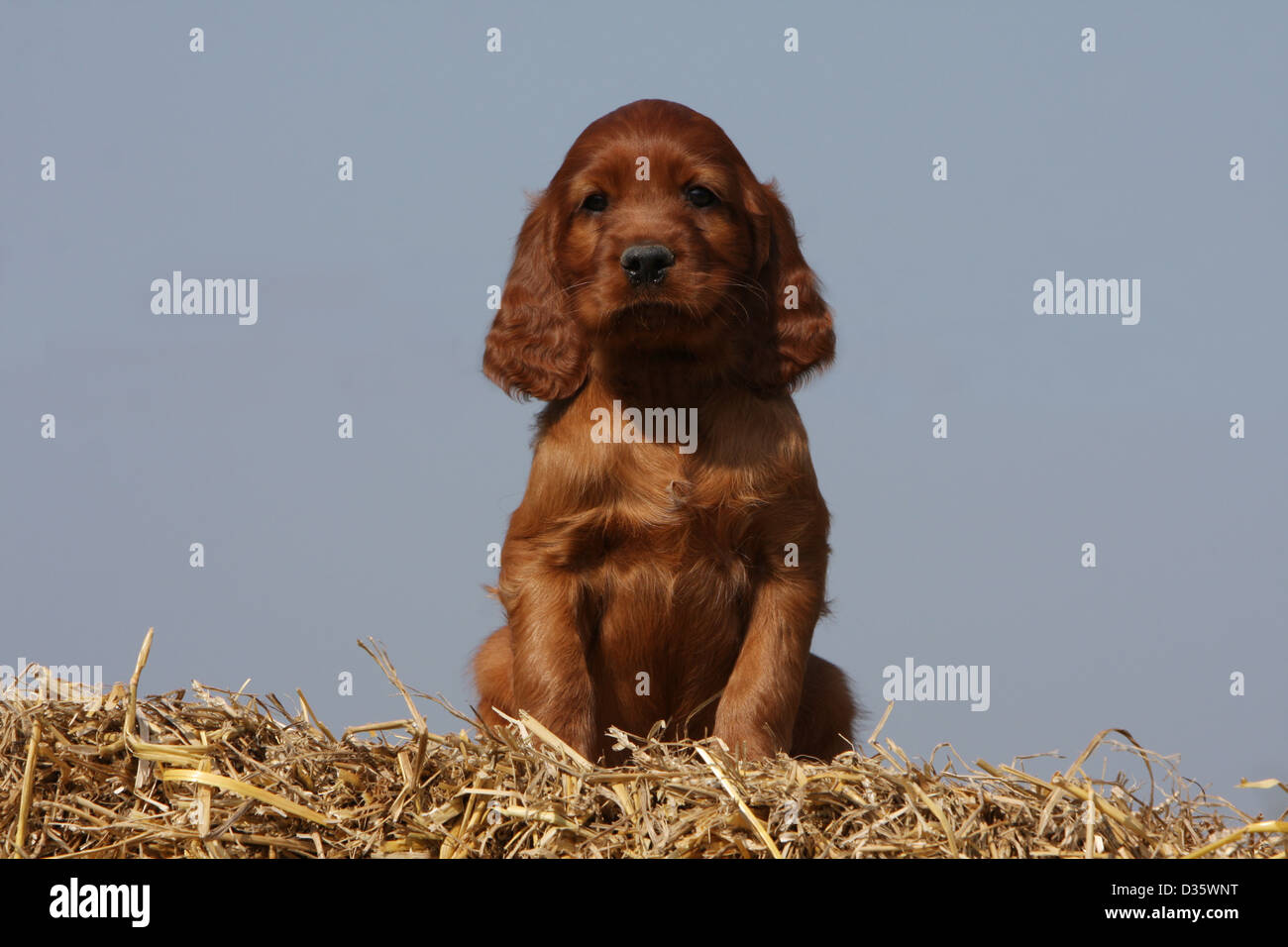 Dog Irish Setter / Red Setter puppy sitting on the straw Stock Photo