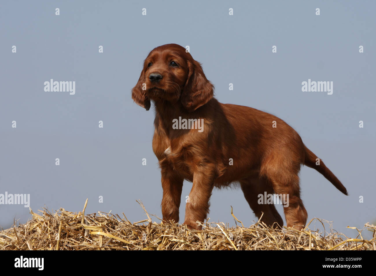 Dog Irish Setter / Red Setter puppy standing on the straw Stock Photo