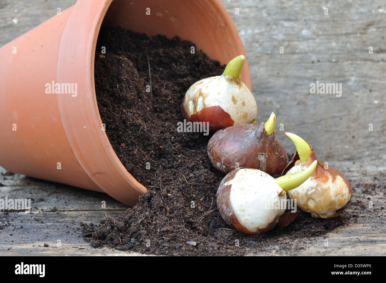 germination of tulip bulbs in a pot of potting soil overturned Stock Photo