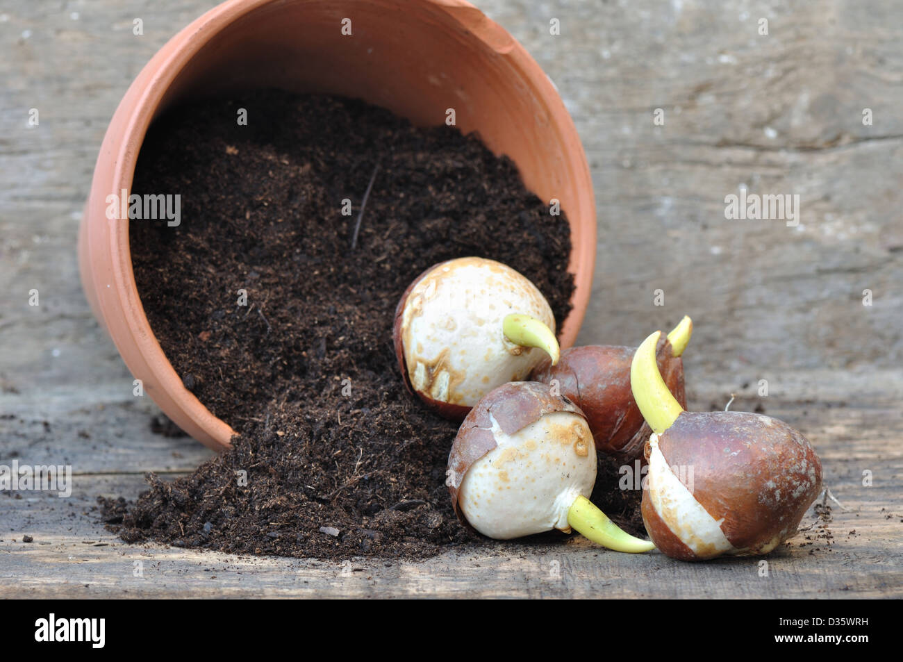 germination of tulip bulbs in a pot of potting soil overturned Stock