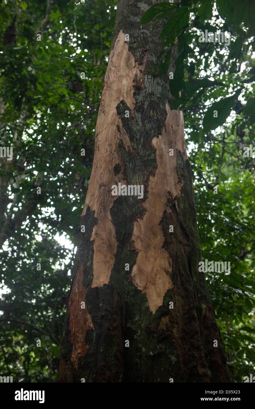 CONGO, 29th Sept 2012: Ecoguards in Messok Dja National Park look at tree bark stripped from a tree by elephants on this elephant trail. Stock Photo