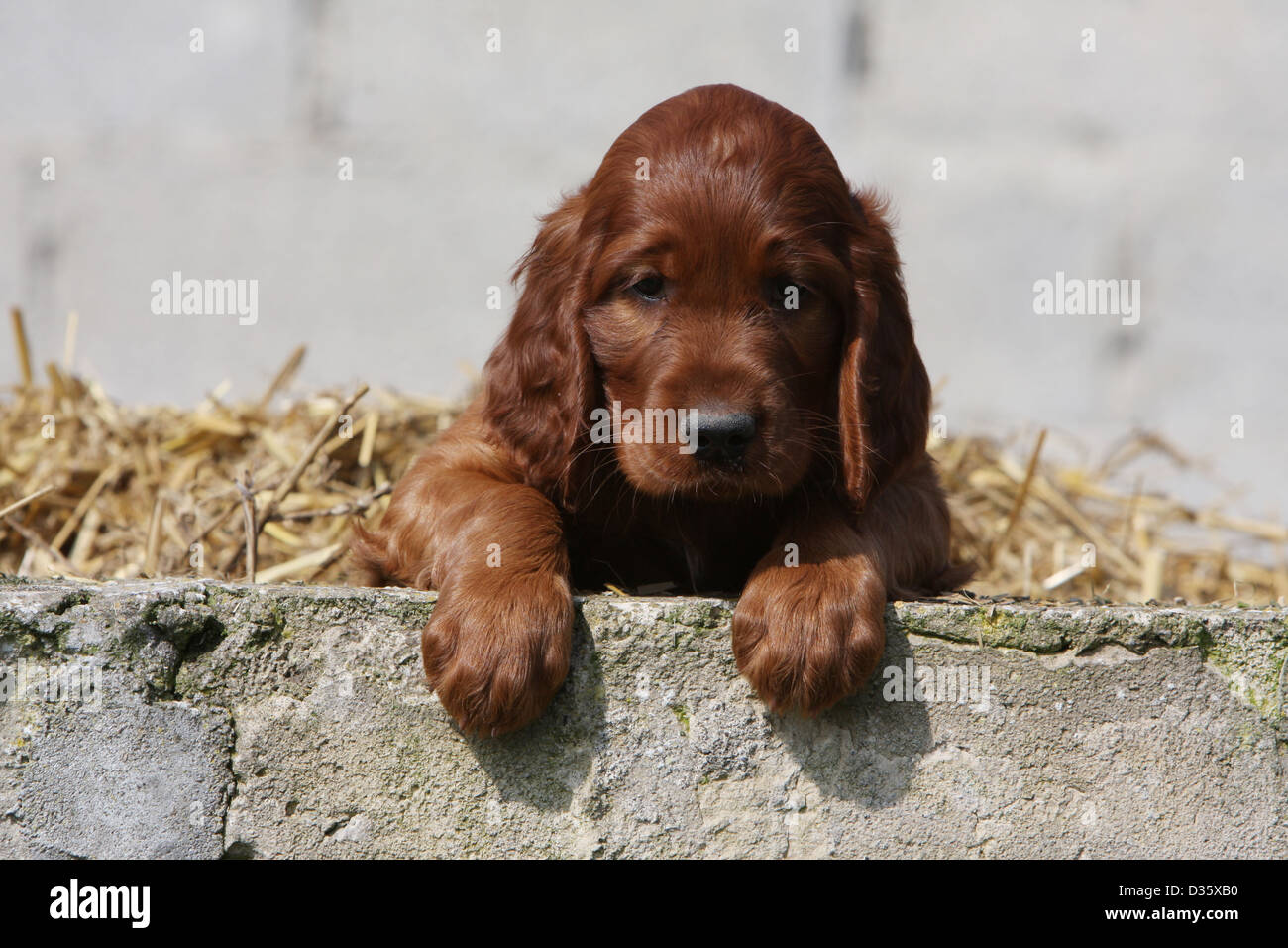 Irish Setter Puppies High Resolution Stock Photography And Images Alamy