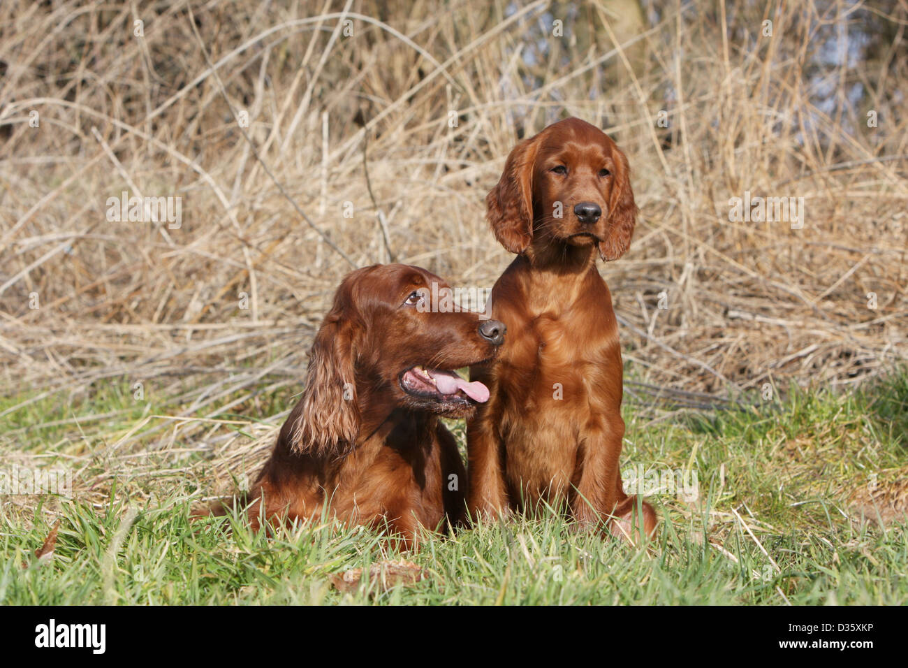 irish setter 3888