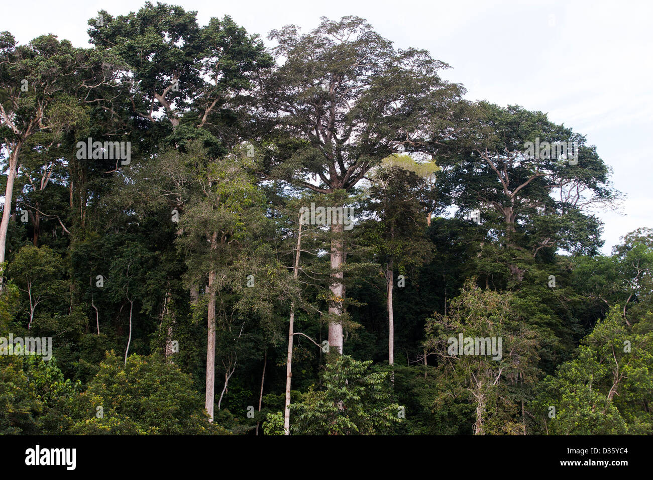 CONGO, 29th Sept 2012 Trees in the Messok Dja National Park Stock