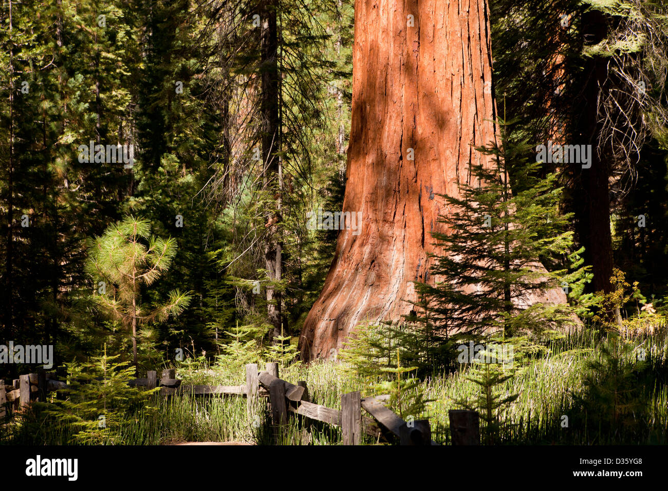 giant sequoia tree at Mariposa Grove, Yosemite National park, California, United States of America, USA Stock Photo