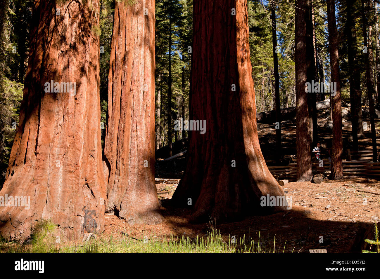 giant sequoia trees at Mariposa Grove, Yosemite National park, California, United States of America, USA Stock Photo