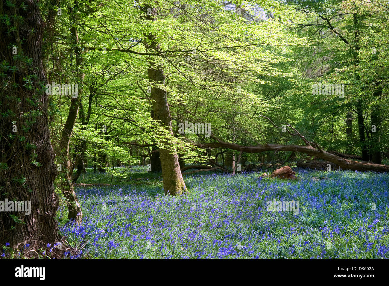 Beautiful warm morning light streaming through trees in bluebell woods in Spring Stock Photo