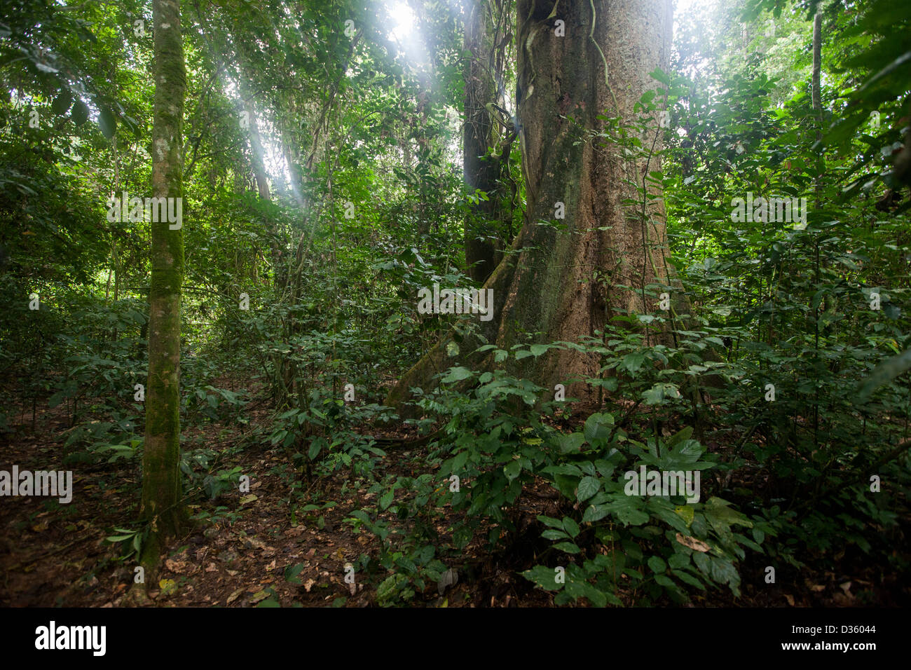 Congo rainforest hires stock photography and images Alamy