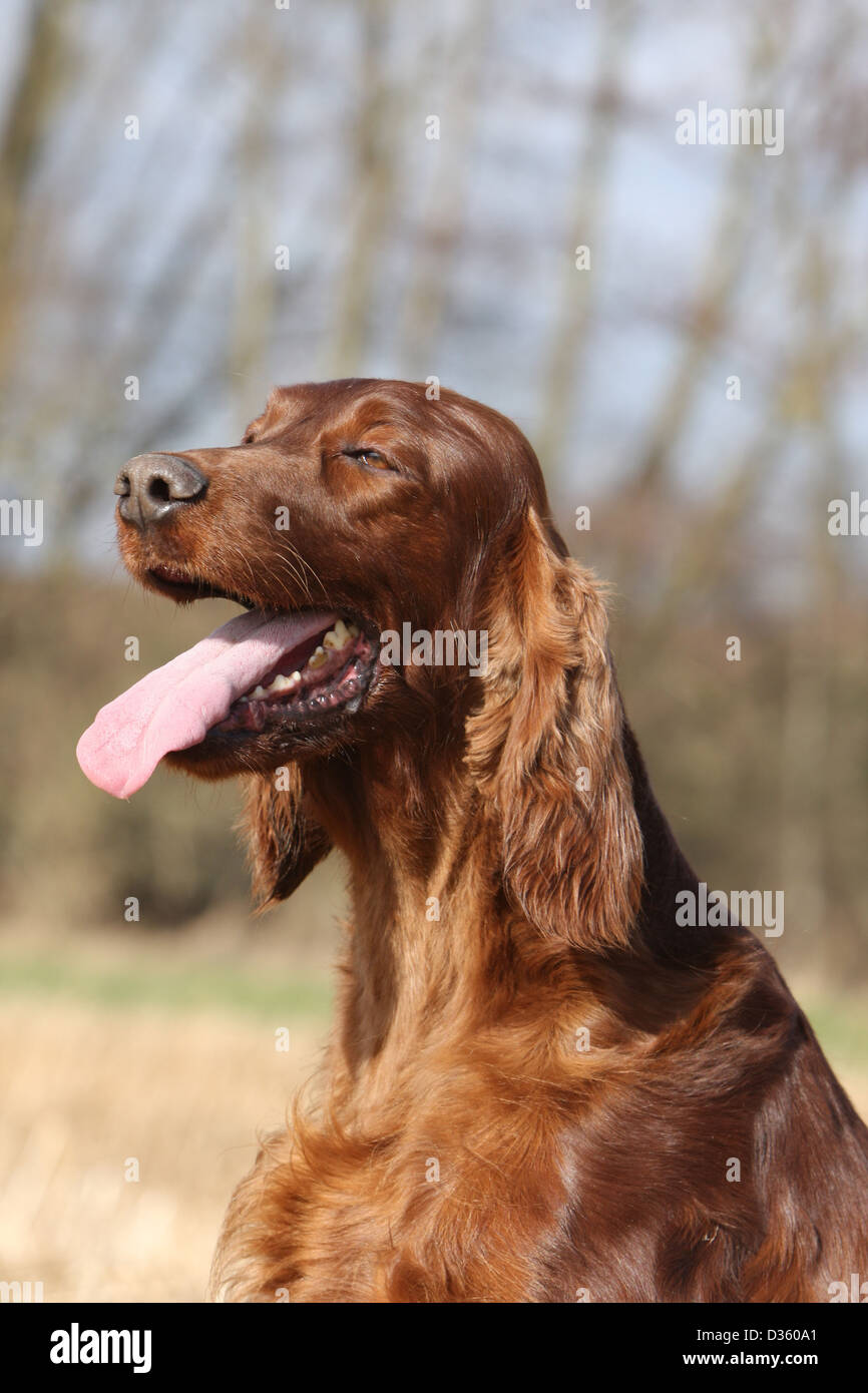 Dog Irish Setter / Red Setter adult portrait Stock Photo